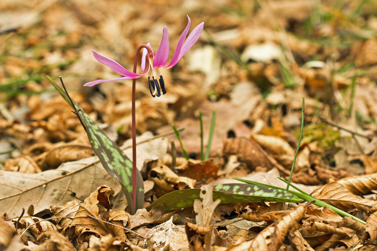 Erythronium dens-canis